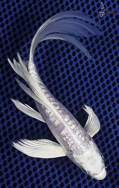 Milky carp fish care cheap