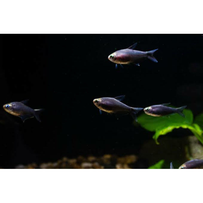 Black Emperor Tetra