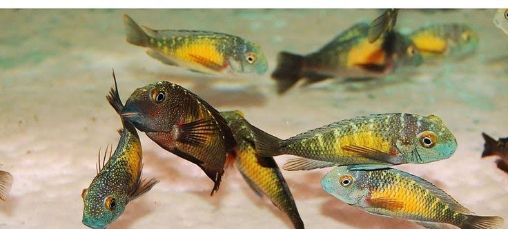 Tropheus kasakalawe 5inch