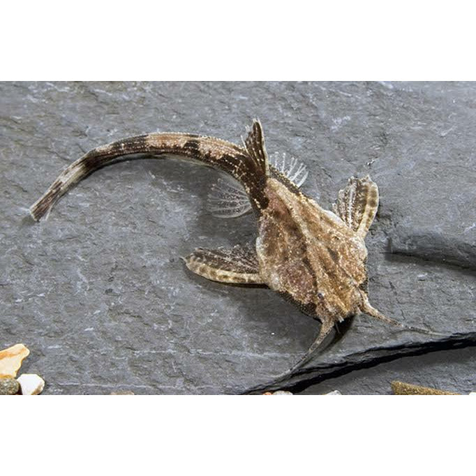 Banjo Catfish