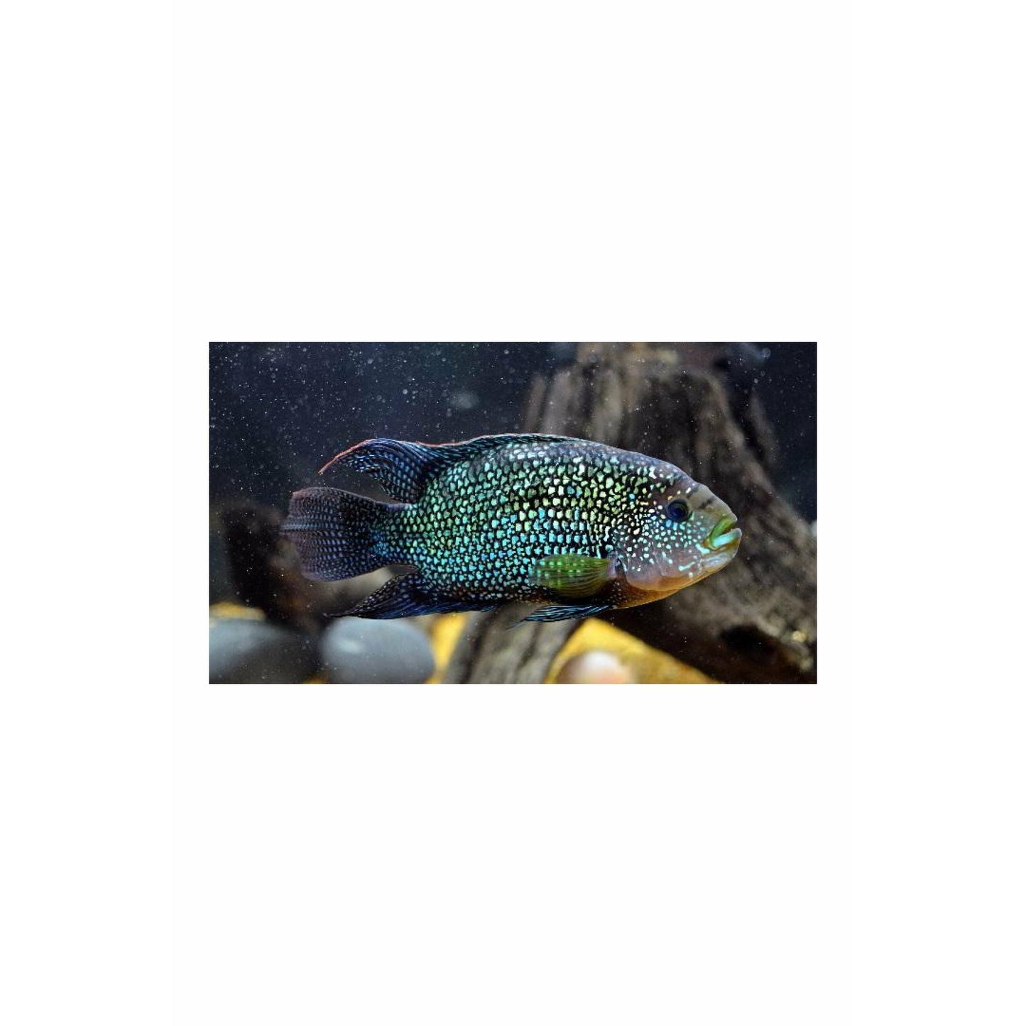 Jack Dempsey cichlid / Rocio octofasciata 4"