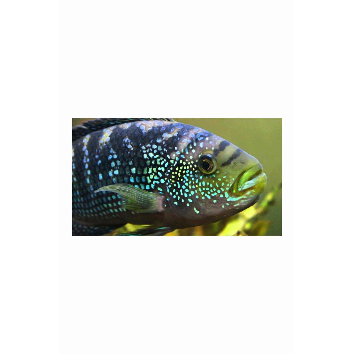 Jack Dempsey cichlid / Rocio octofasciata 2"