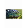 products/jackdempsey.best4pets.in_ab9fc513-7dd8-47e1-8360-ac05d3fcbd68.jpg