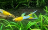 Japanese Blue Gold Double Sword Guppy (Pair)