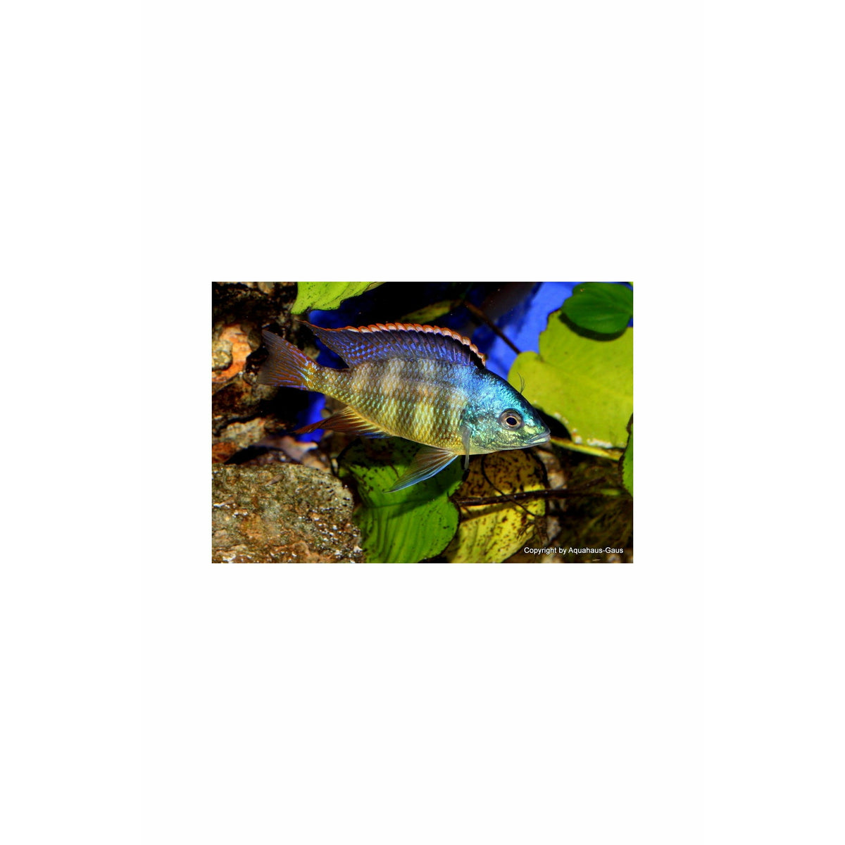 Placidochromis johnstoni 2.5"