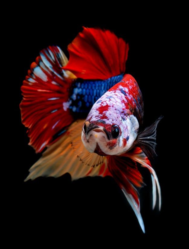 Nemo Candy Plakat Betta