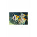 Koi Ghost Angelfish Medium Large Veil Tail
