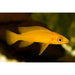 Yellow Leleupi 2inch