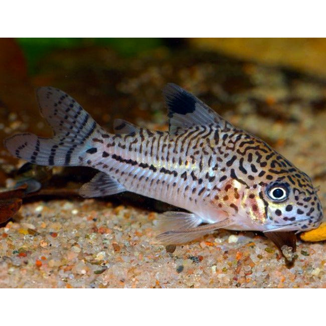 Leopard Cory