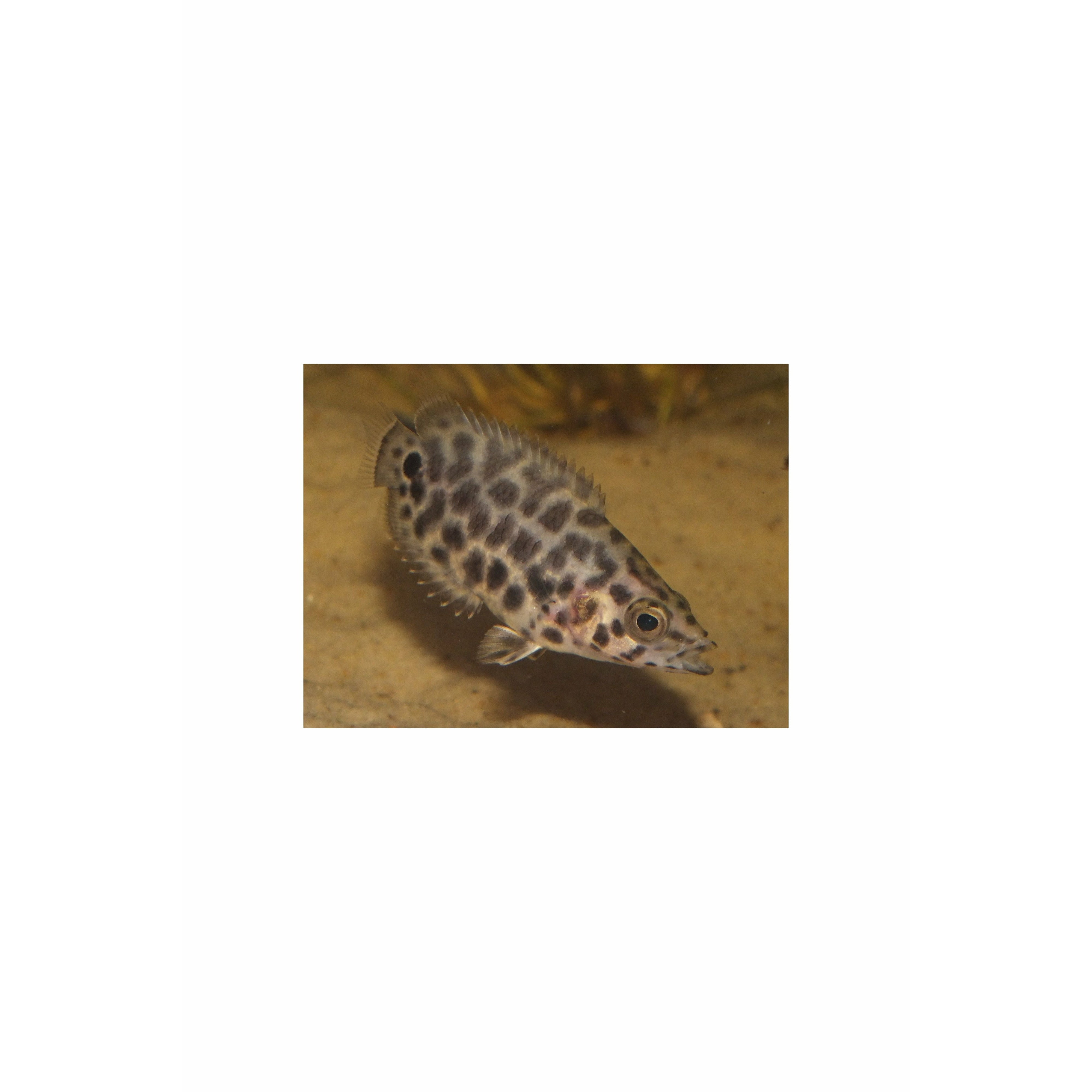 Ctenopoma acutirostre – Leopard Bushfish 1.25"
