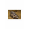 Load image into Gallery viewer, Ctenopoma acutirostre – Leopard Bushfish 1.25&quot;