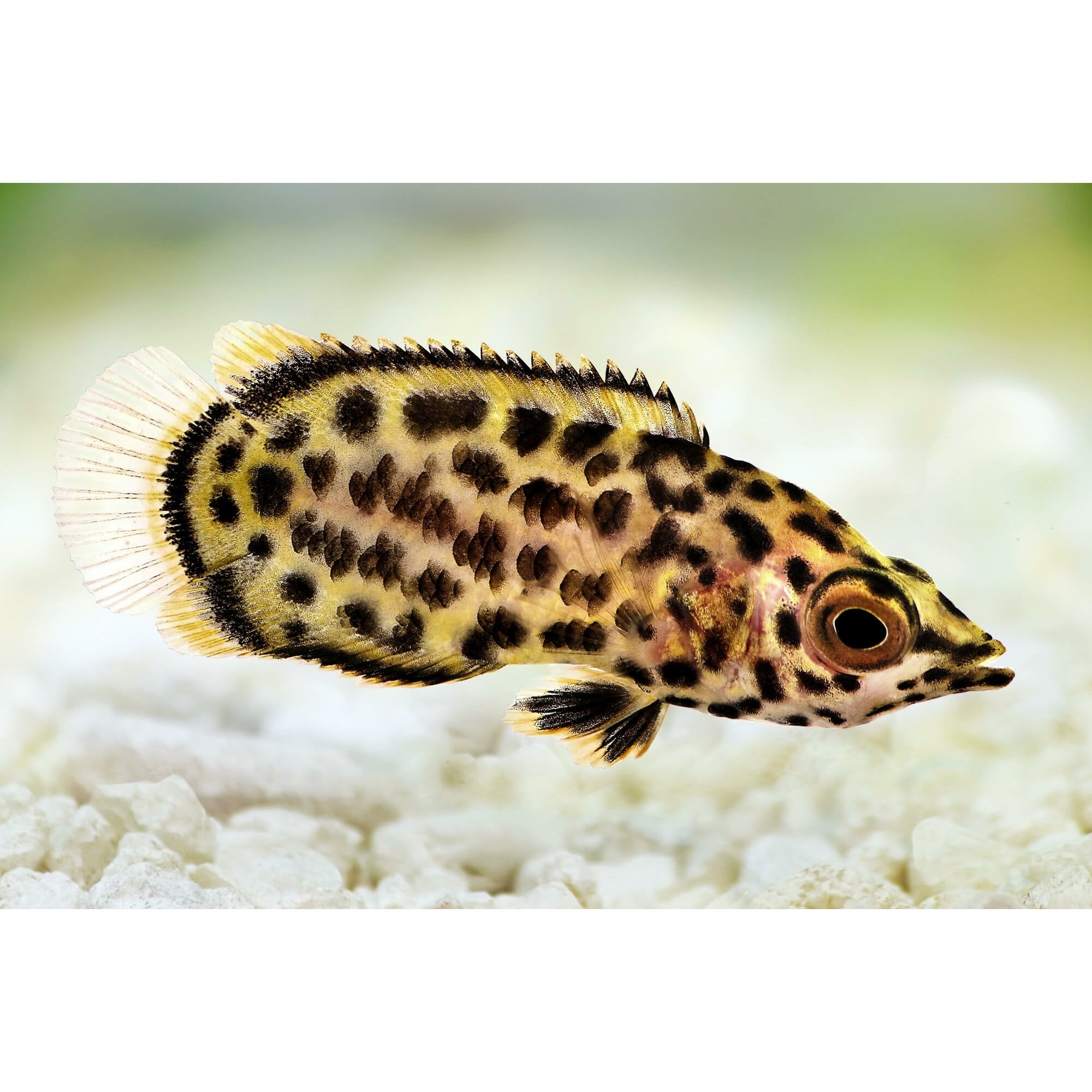 Leopard Gourami - Best4Pets