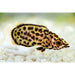 Leopard Gourami - Best4Pets