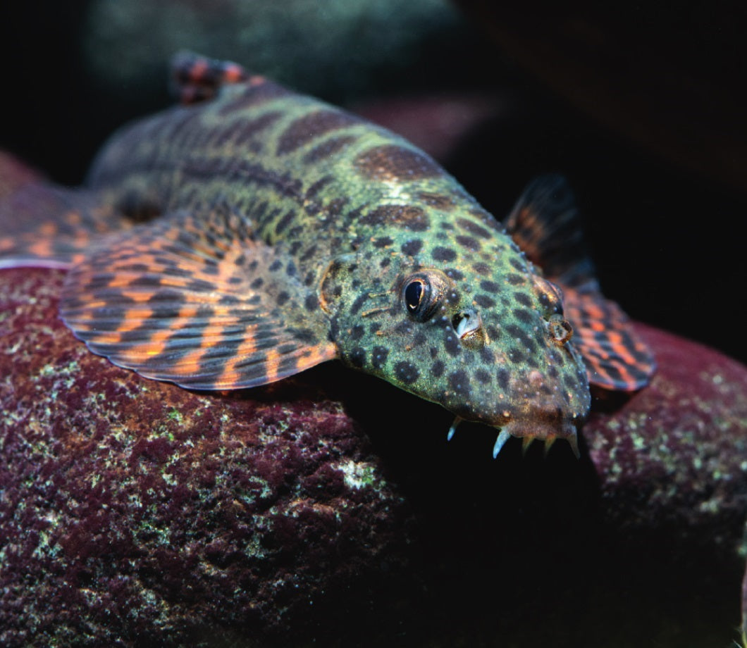 Leopard Hillstream Loach 2inch