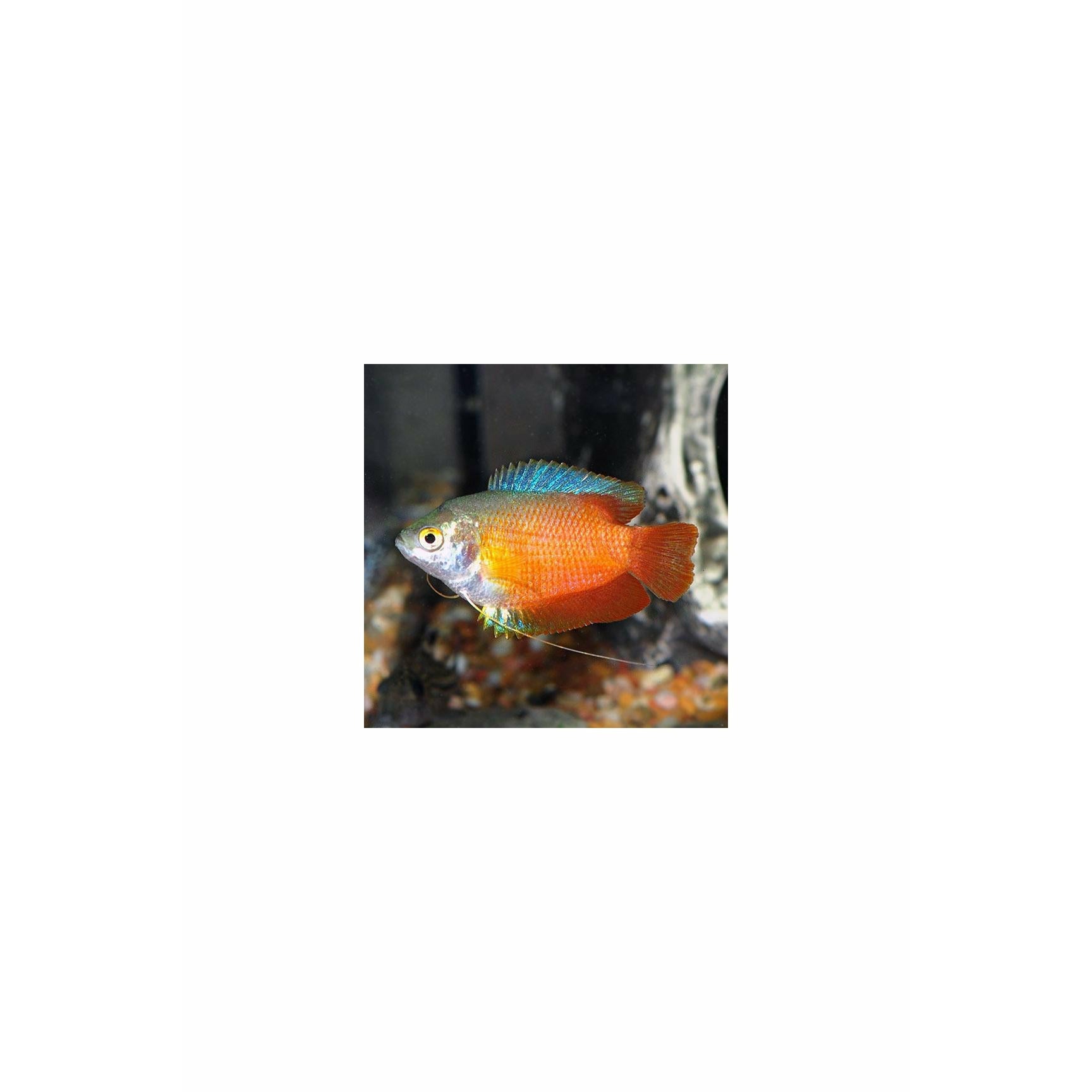 Red Lily Gourami Large