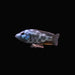 Livingstonii Cichlid 2.5-3