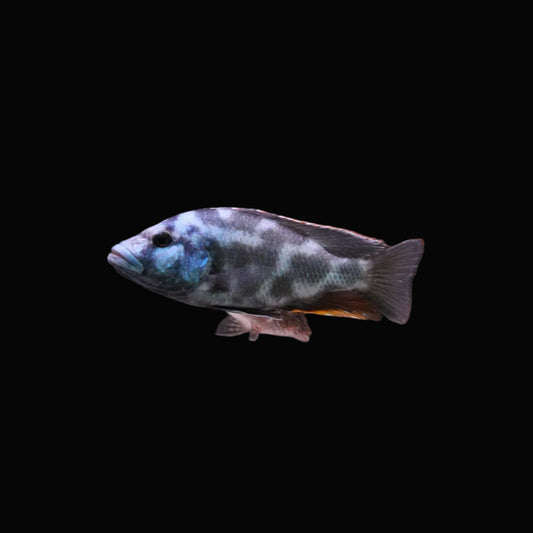 Livingstonii Cichlid 2.5-3"