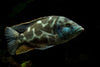 Livingstonii Cichlid 3.5inch