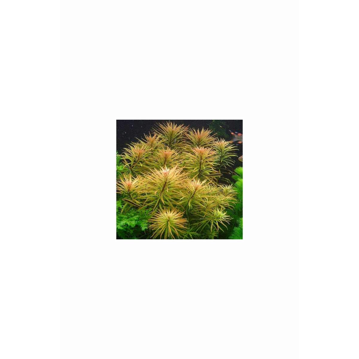 Ludwigia inclinata var. verticillata 'Cuba