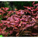 Ludwigia repens 