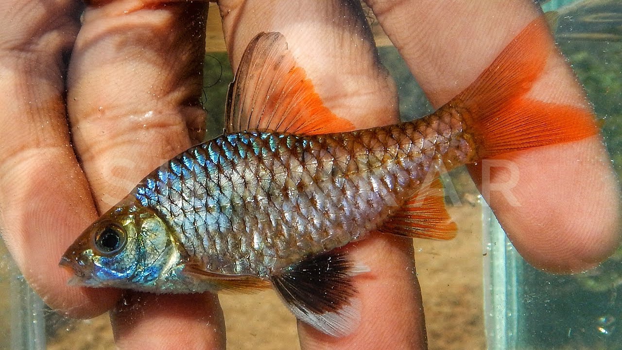Buy Barb Fish Online in India– Tagged