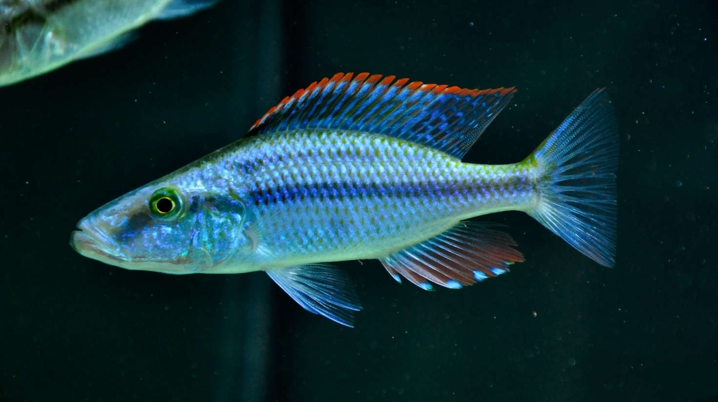 Malawi Eye Biter 2.5-3inch