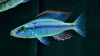 Malawi Eye Biter 2.5-3inch