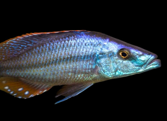 Malawi Eye Biter 4"-4.5"