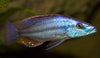 Malawi Eye Biter 2.5-3inch
