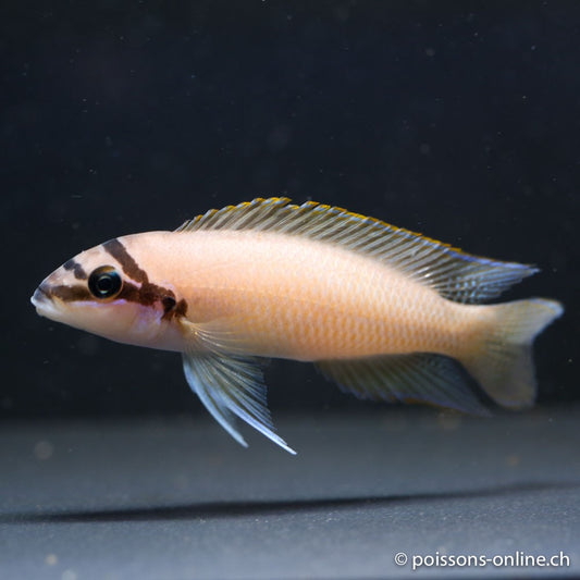 Masked Brichardi 4cm