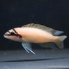 Masked Brichardi 4cm