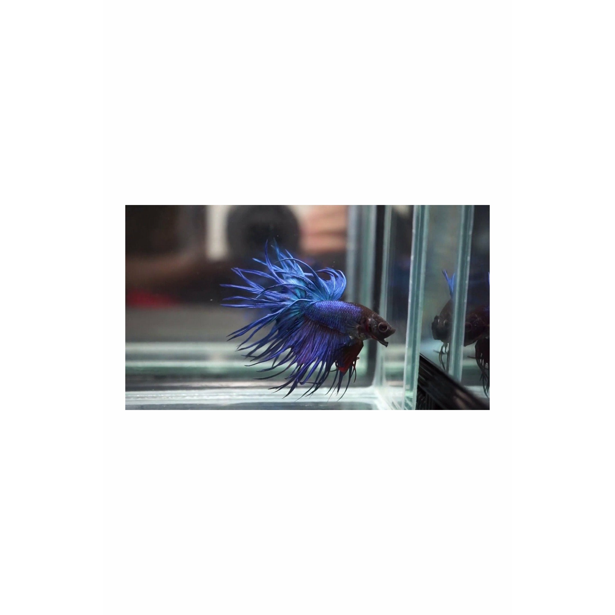 Import Crowntail Betta