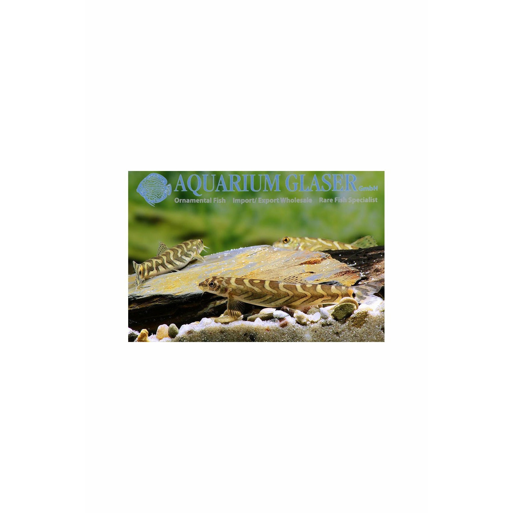 Triangularis loach