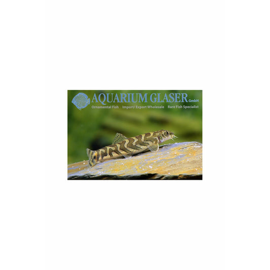 Triangularis loach