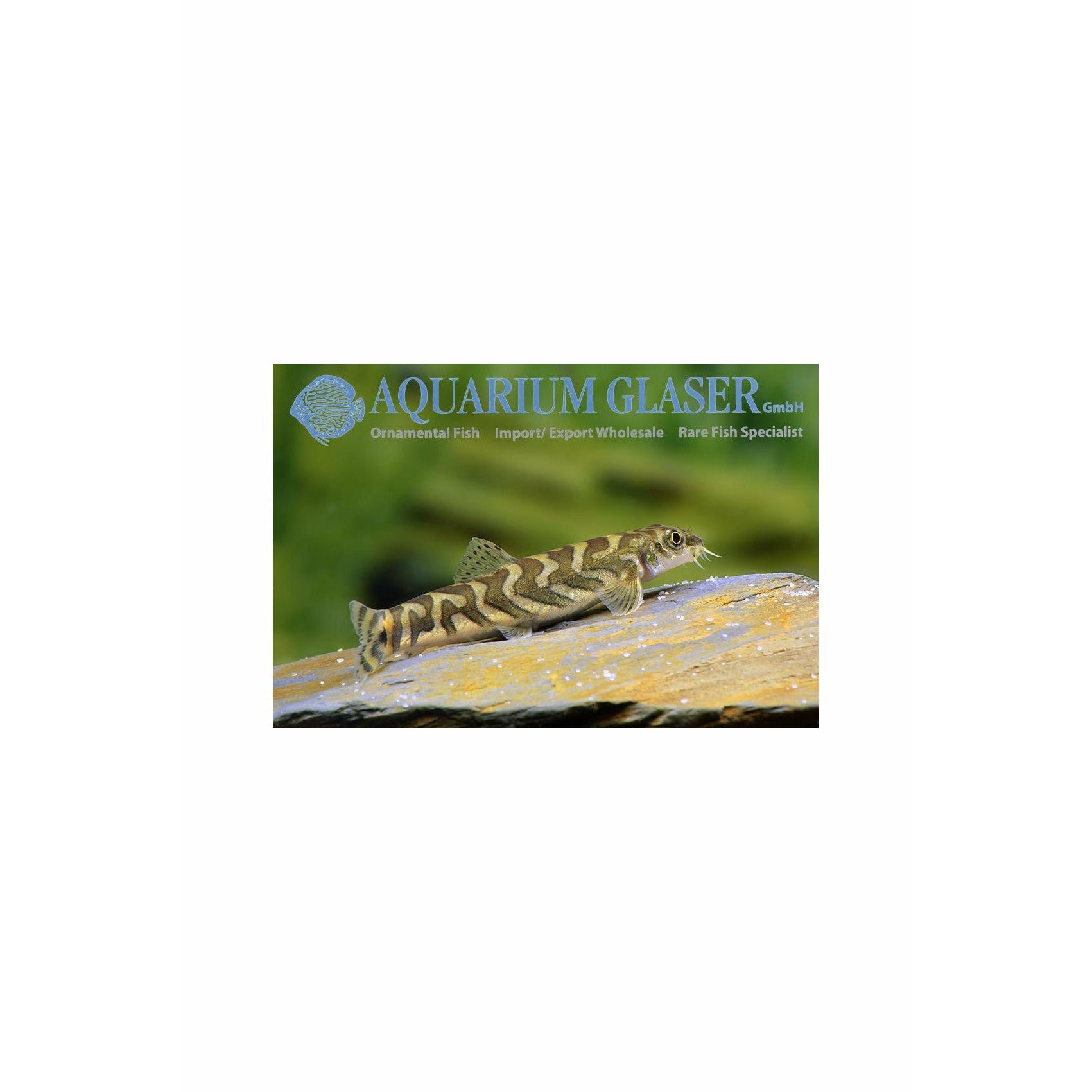 Triangularis loach