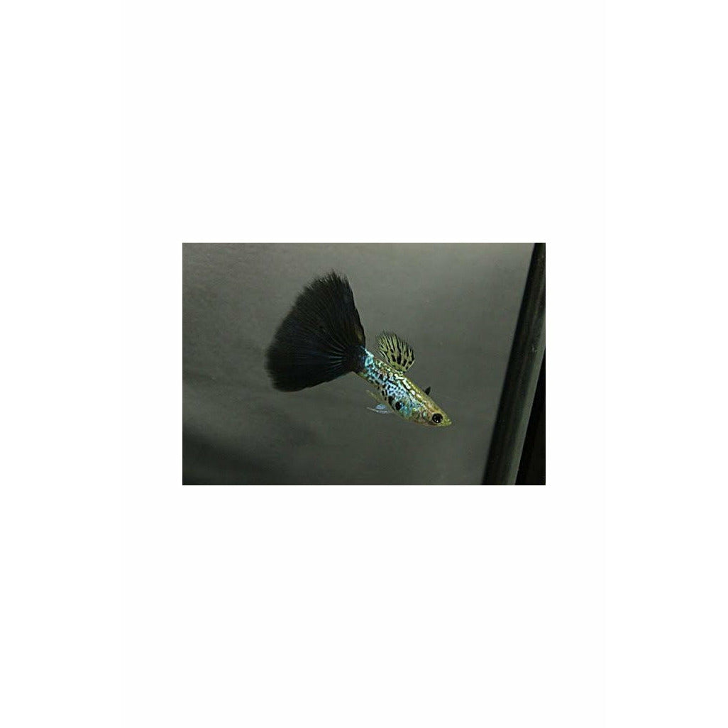 Metal Black Guppy (Pairs)