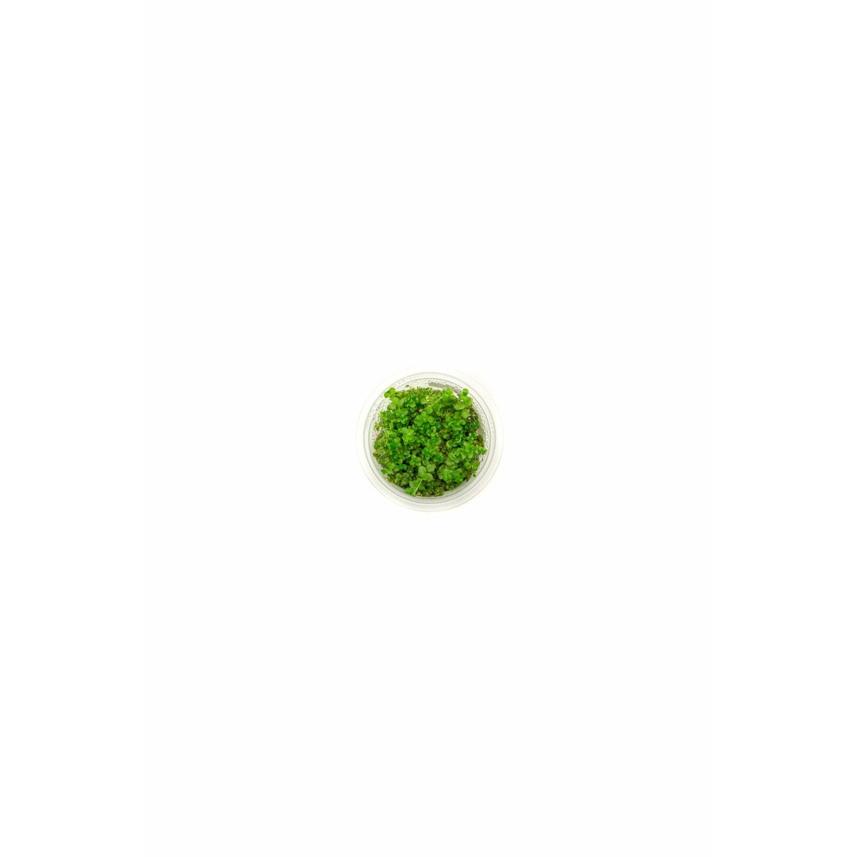 Micaranthemum Umbrosum montecarlo