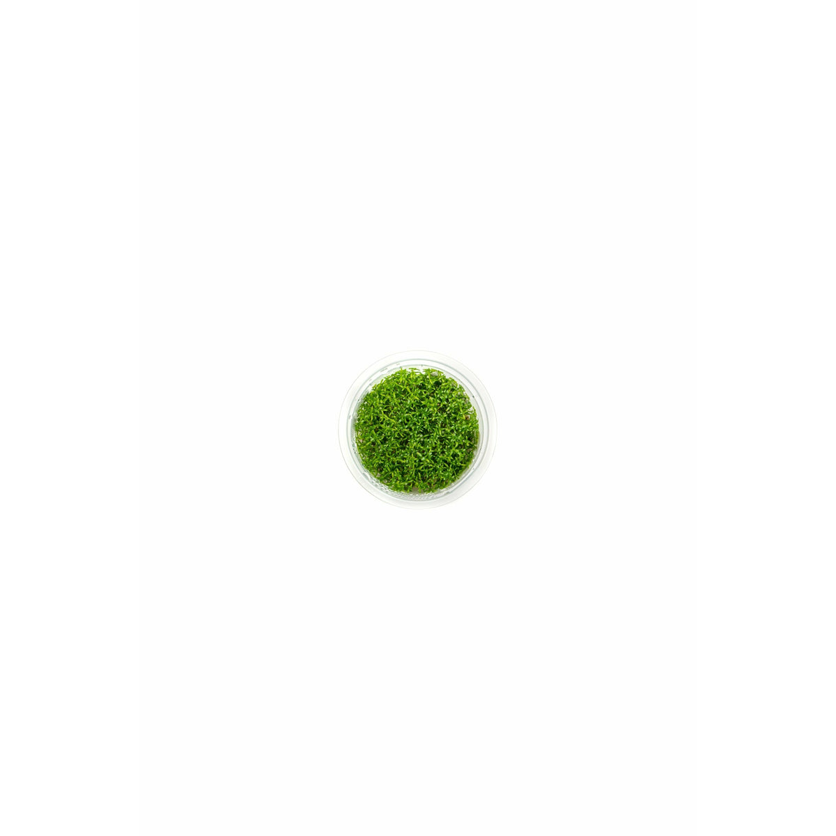 Microcarpea minima "merill" TC