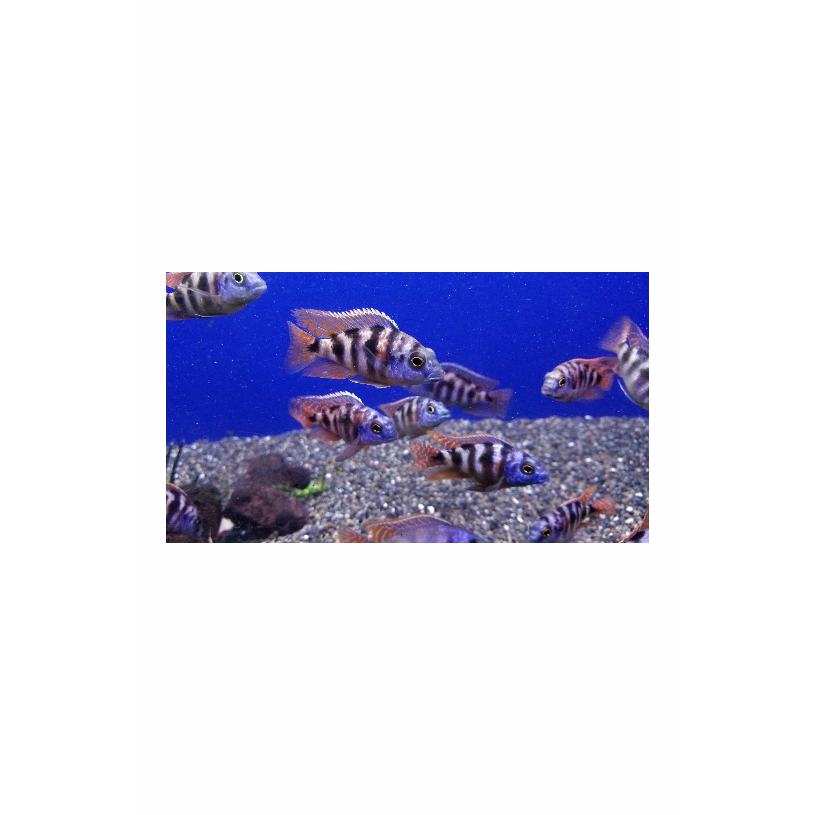 Placidochromis milomo