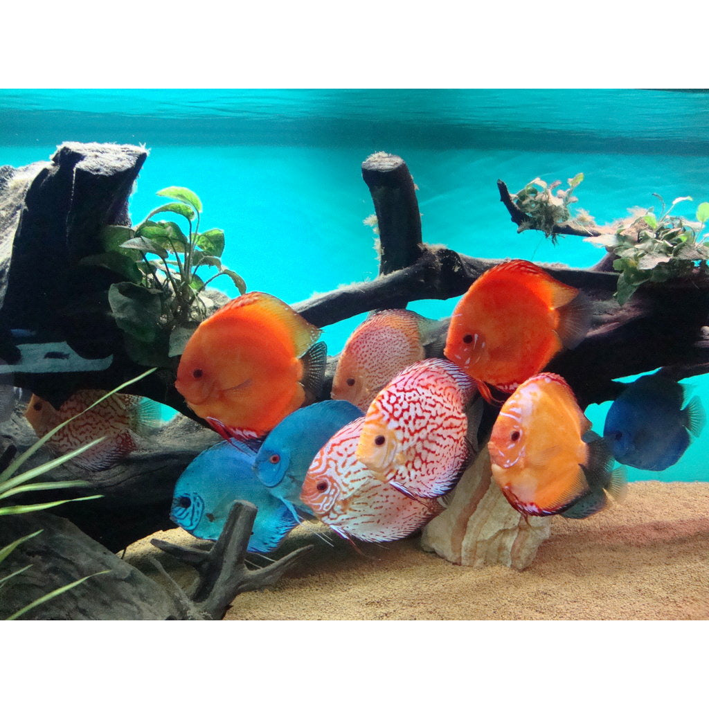 Mix Discus 4inch - Best4Pets