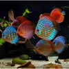 Mix Discus 4inch - Best4Pets