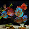 products/mix.discus.best4pets.in.jpg