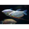 Moonlight Gourami