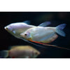 products/moonlight.gourami.best4pets.in.jpg