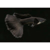 Black Moscow Guppy (Pair)(Import)