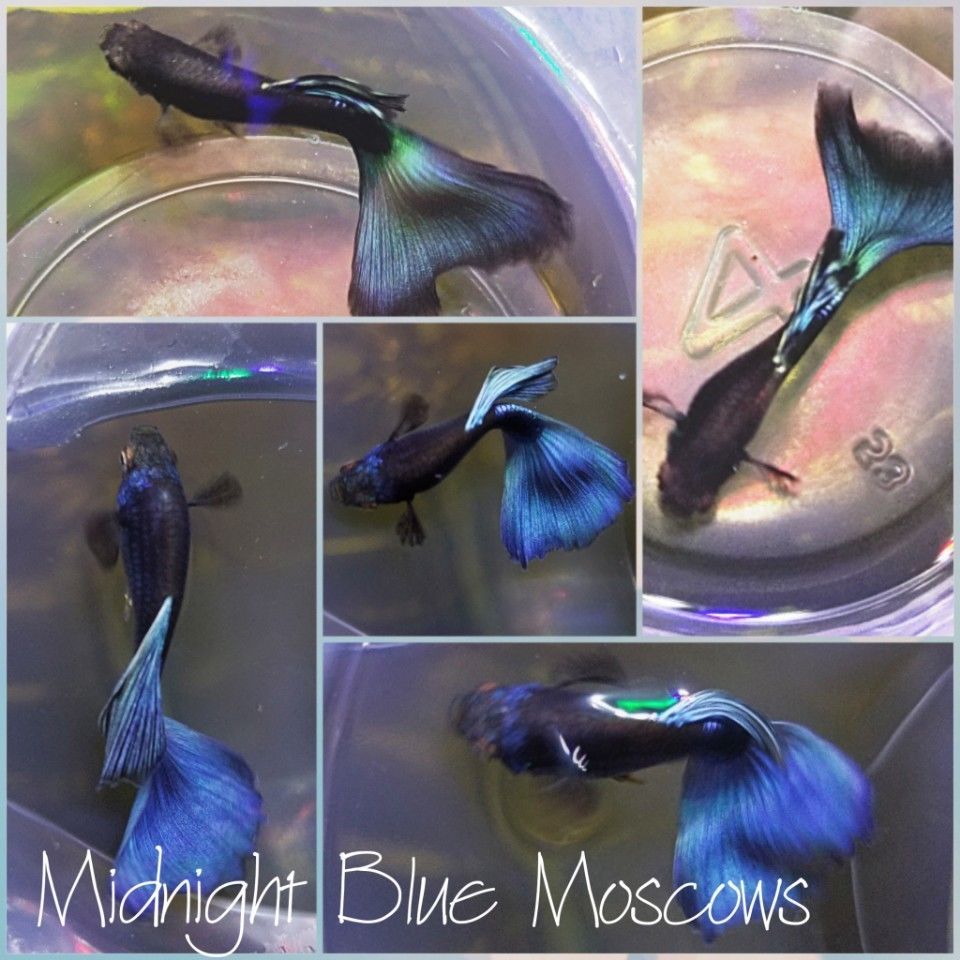 Electric Moscow Blue Guppy (Pair)