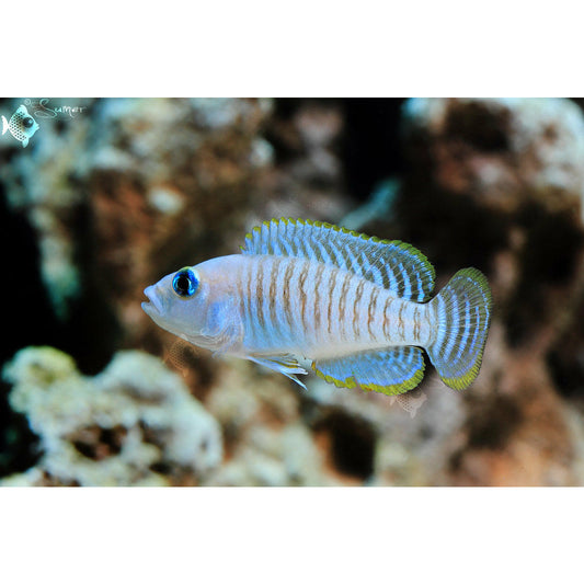 Multi Shelldweller 1" - Best4Pets