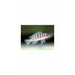Neolamprologus cylindricus 2-2.5