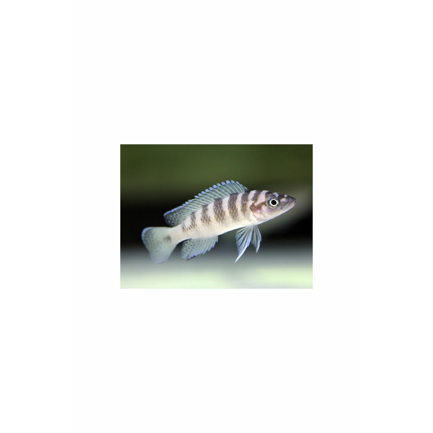Neolamprologus cylindricus 2-2.5"