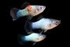 Neon platy